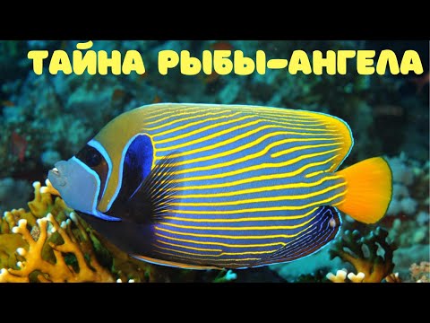 Рыба & Fish - Pro Ангела видео (клип)