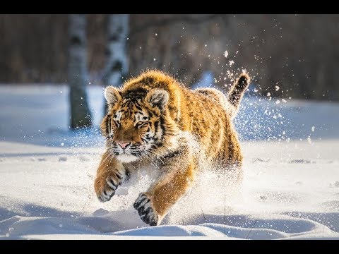 Ломовой - Животная природа видео (клип)