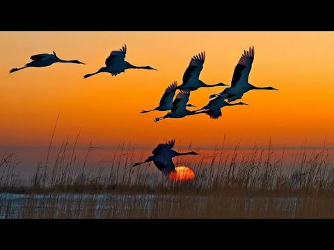 Сергей Орлов - Где то высоко видео (клип)