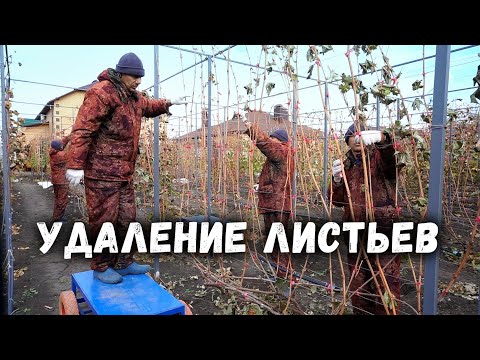 забыл удалить. - Листья видео (клип)