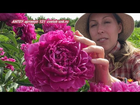 Peony - Брат видео (клип)