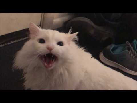 White Meow - Кап кап видео (клип)