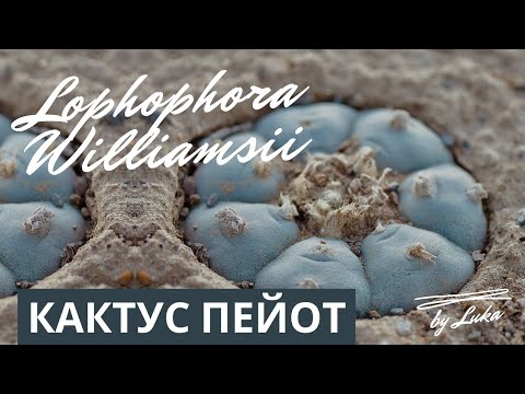 Balay, ПЕЙОТ - В закрытой комнате видео (клип)