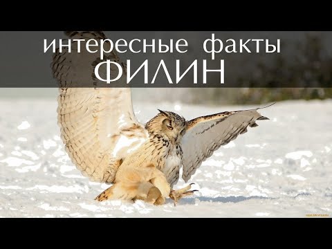 030FILIN - Факты видео (клип)