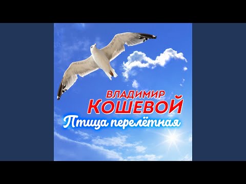 Владимир Кошевой - Белокрылый странник видео (клип)