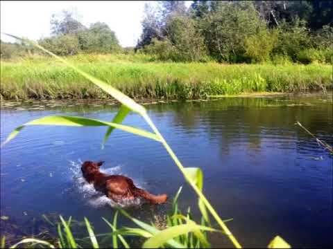 Валерий Сюткин - Собачий шейк видео (клип)