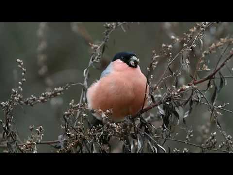 BULLFINCH - Снегирь видео (клип)