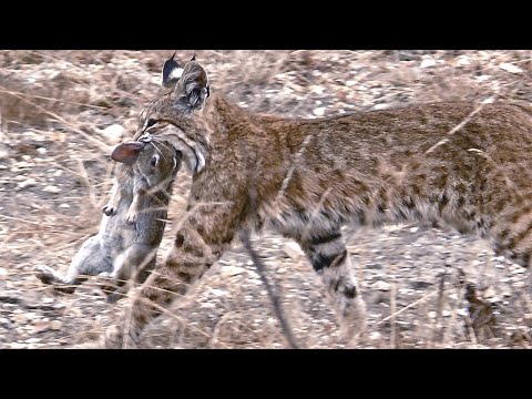 Рысь - Расслабься видео (клип)