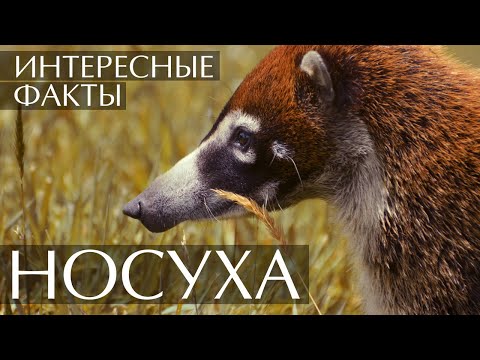 NOSUHA - Феник видео (клип)