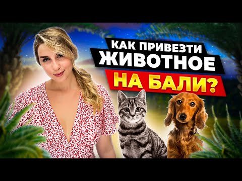 Бали - Собаки видео (клип)