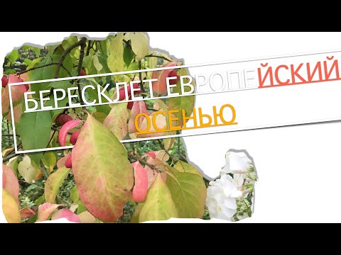 Bess, Бересклет - Отрава видео (клип)