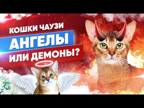 ShuS, Koshka - Жалюзи видео (клип)