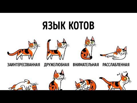 jabberwacky - Как объяснить коту видео (клип)