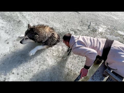 lone madman, alexvenxm - Кость Ледяной Собаки видео (клип)