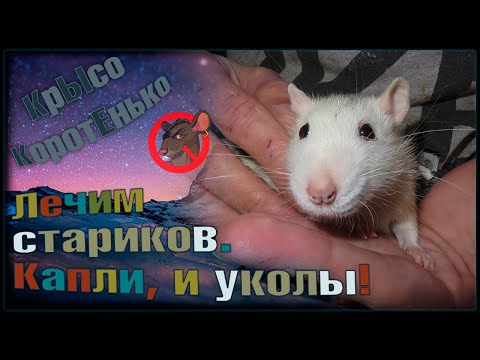 rat eye - Крысы Погибают Часто (prod. by ion) видео (клип)