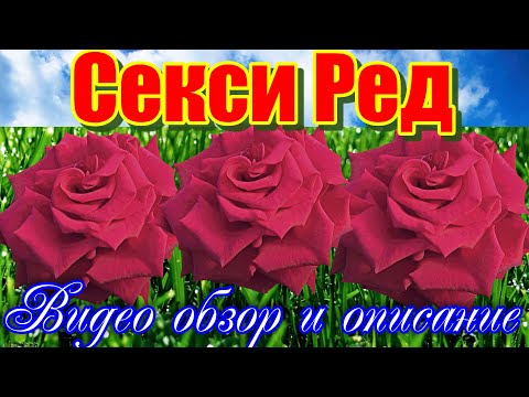 SECHEX - Роза видео (клип)