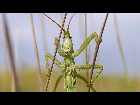 STUP, Дмитрий Дыбка - В своём Эдеме видео (клип)