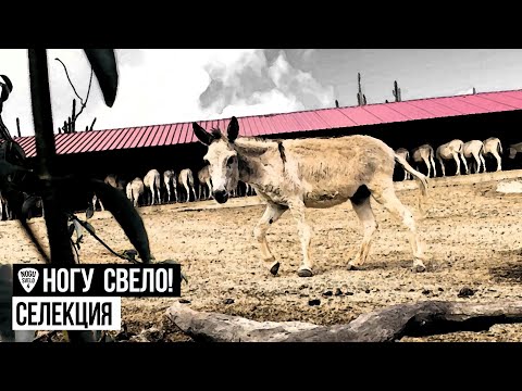 Ногу Свело! - Селекция видео (клип)