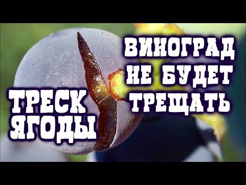 Cheta - Треск видео (клип)