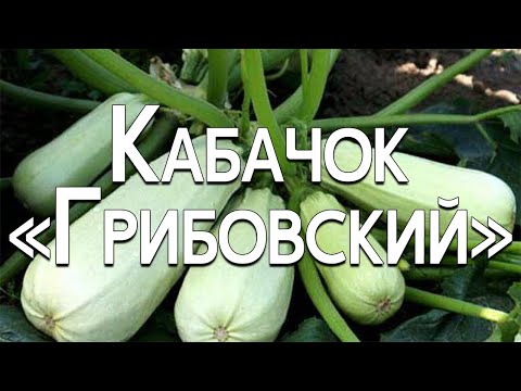 Кристаллический - Кабачок видео (клип)