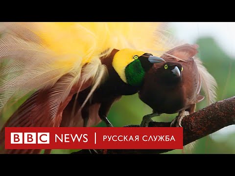 Эрратив - Птица видео (клип)