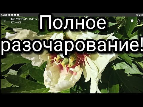 Peony, Kolmakov - Мамонт видео (клип)