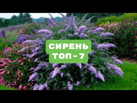 солнечный кот, Murcilla - Сирень видео (клип)