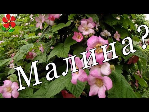 MALINA - Красота видео (клип)