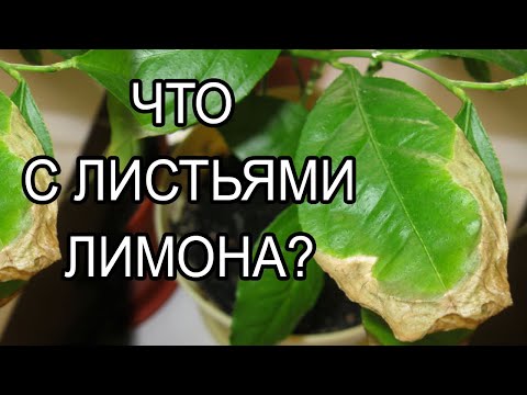 Lemon - Ты как жёлтые листья видео (клип)