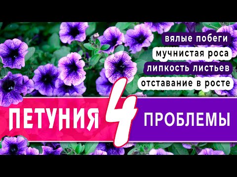 липкий - Вялые цветы видео (клип)